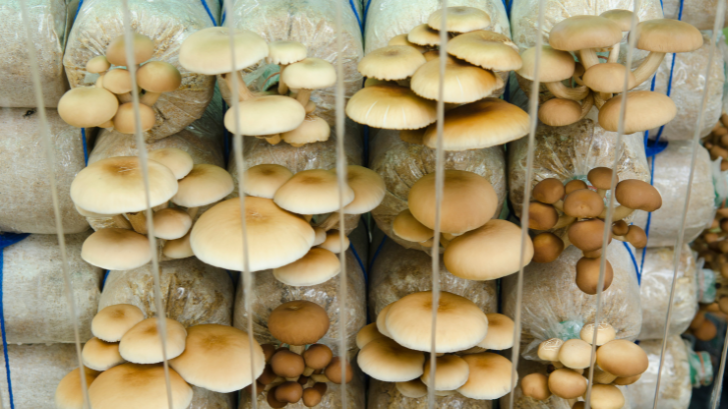 Starting Your Mushroom Farming Journey